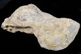 Mosasaur (Platecarpus) Dorsal Vertebra - Kansas #73703-3